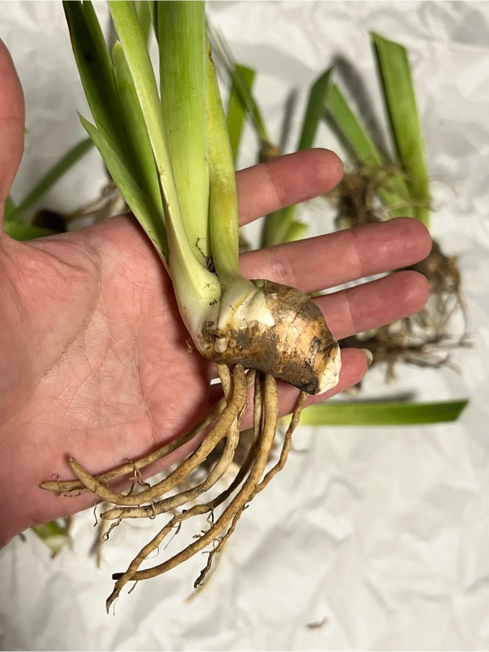 20 medium and small sizes rhizomes . Purple Iris for $20. See Pics.